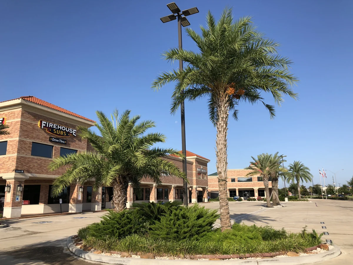 Palm trees along Kingsland Boulevard in Katy, Texas